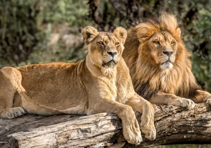 Controverse dans un zoo indien sur fond de tensions entre l'islam et l'hindouisme ©iStock