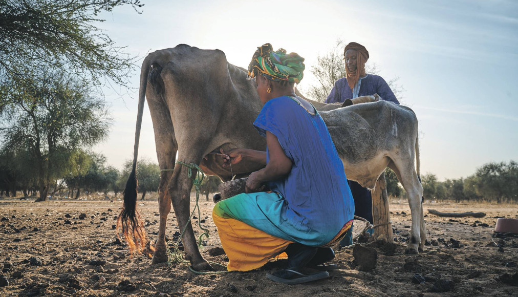 Une femme qui vend régulièrement du lait à l’unité de transformation gagne en moyenne 124 000 francs CFA par an (182 francs suisses). Un revenu complété par d’autres activités, mais bien inférieur au revenu sénégalais moyen (4000 francs environ). Une femme qui vend régulièrement du lait à l’unité de transformation gagne en moyenne 124 000 francs CFA par an (182 francs suisses). Un revenu complété par d’autres activités, mais bien inférieur au revenu sénégalais moyen (4000 francs environ). / ©EPER