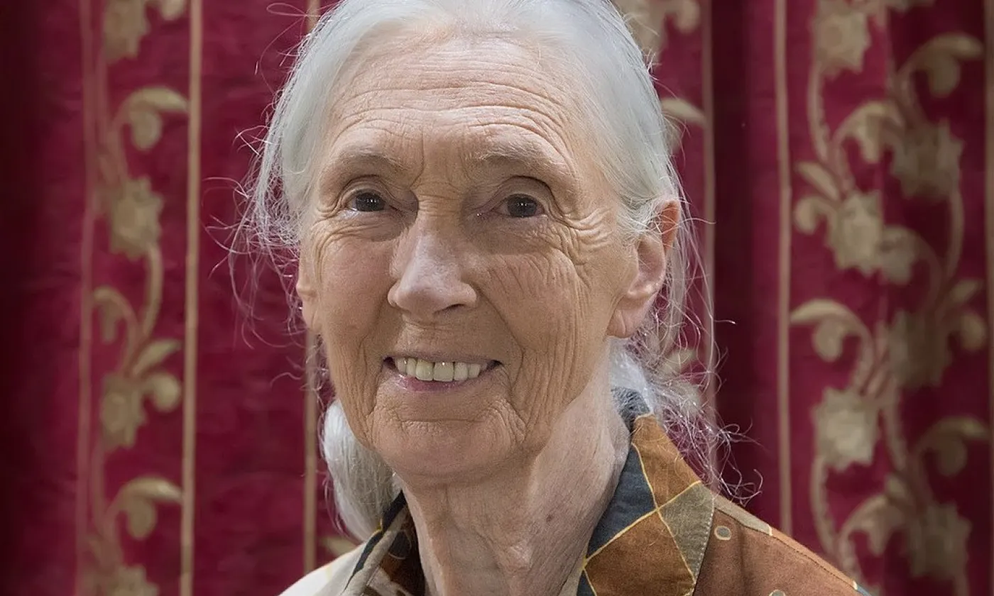 Jane Goodall en 2018 ©Muhammad Mahdi Karim, GFDL 1.2 Wikimedia Commons