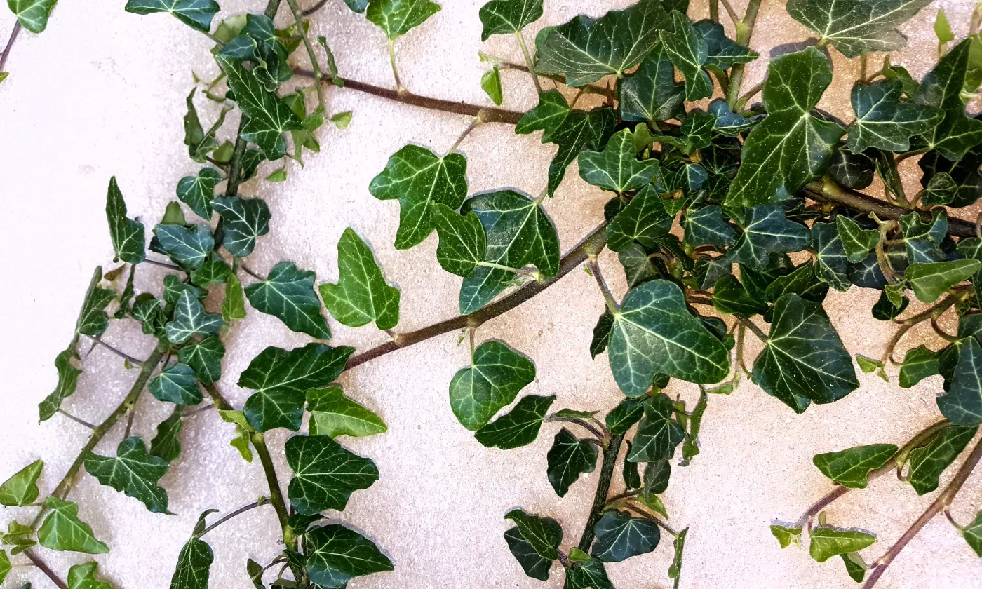 Tisser des liens ©Laurence Kummer