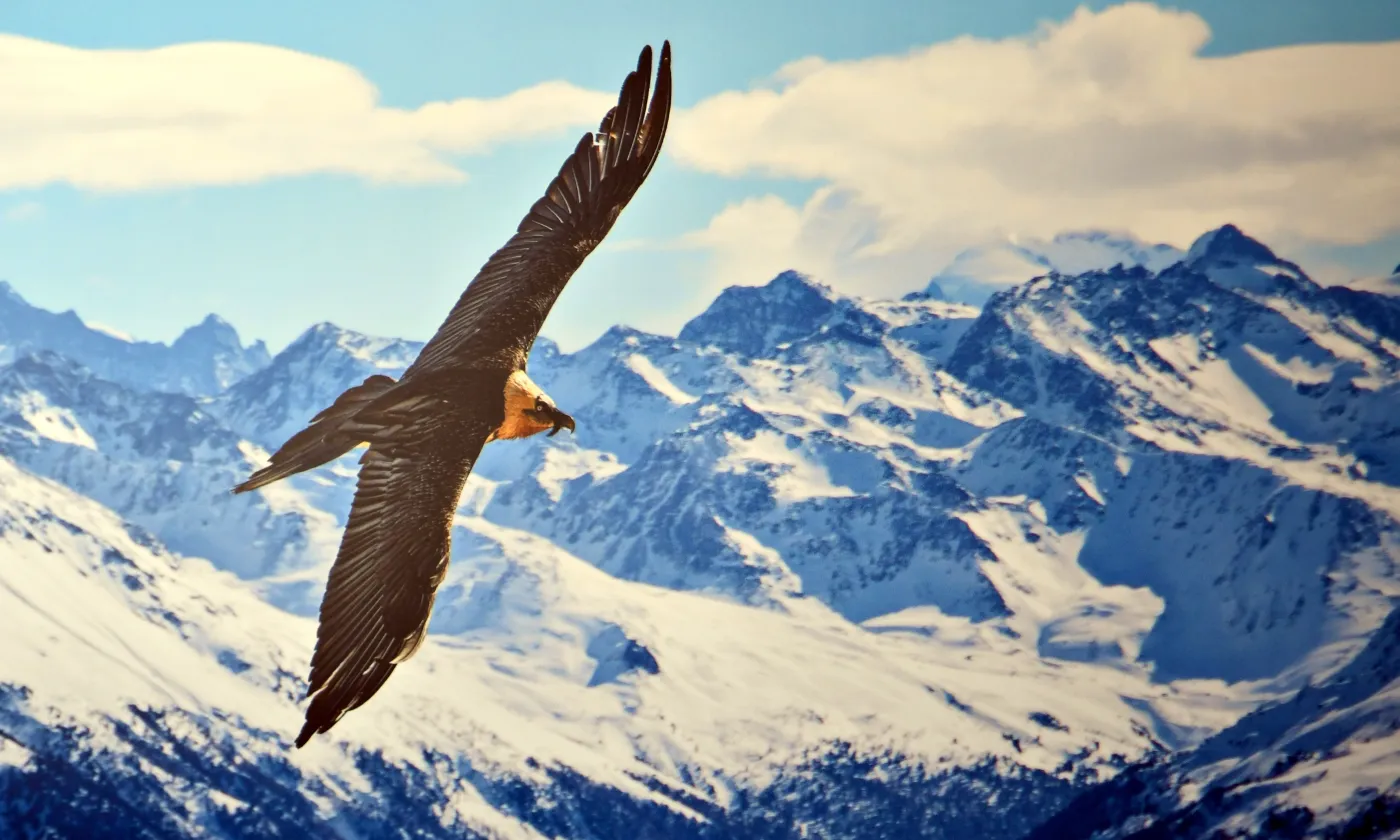 Un gypaète barbu au-dessus de Loèche-les-Bains. © Massimo Prati