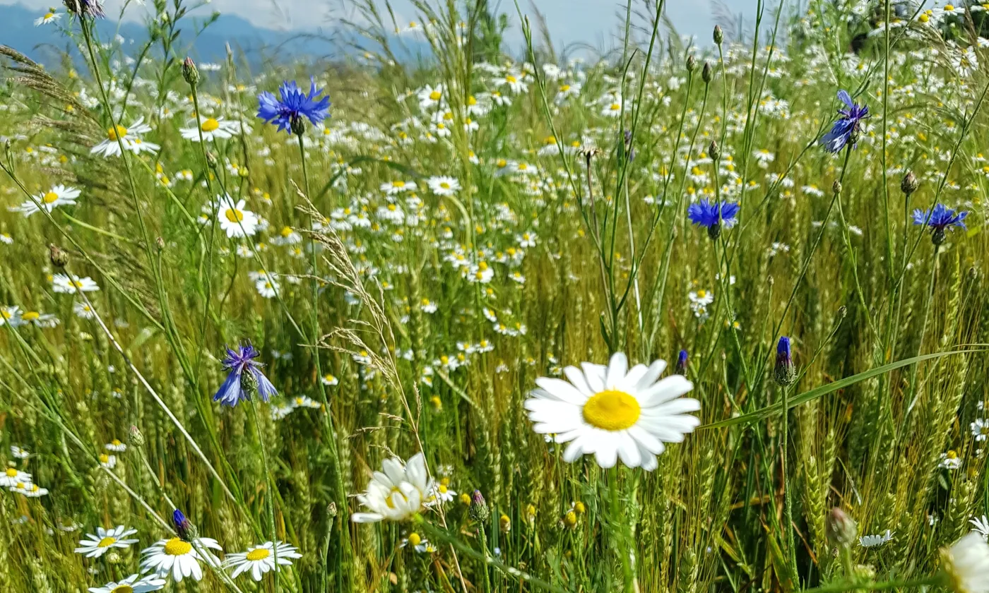 Champ en jachère à Servion.  © Florence Clerc Aegerter