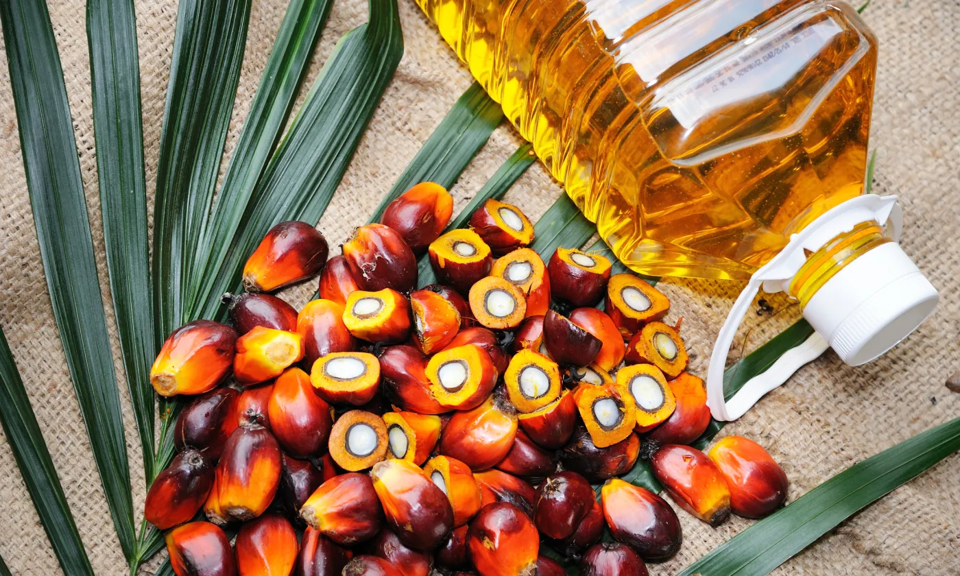 Huile et fruits du palmier  ©iStock / slpu9945