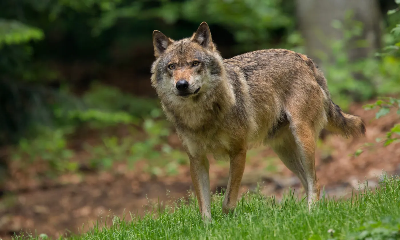 ©iStock/RobChristiaans