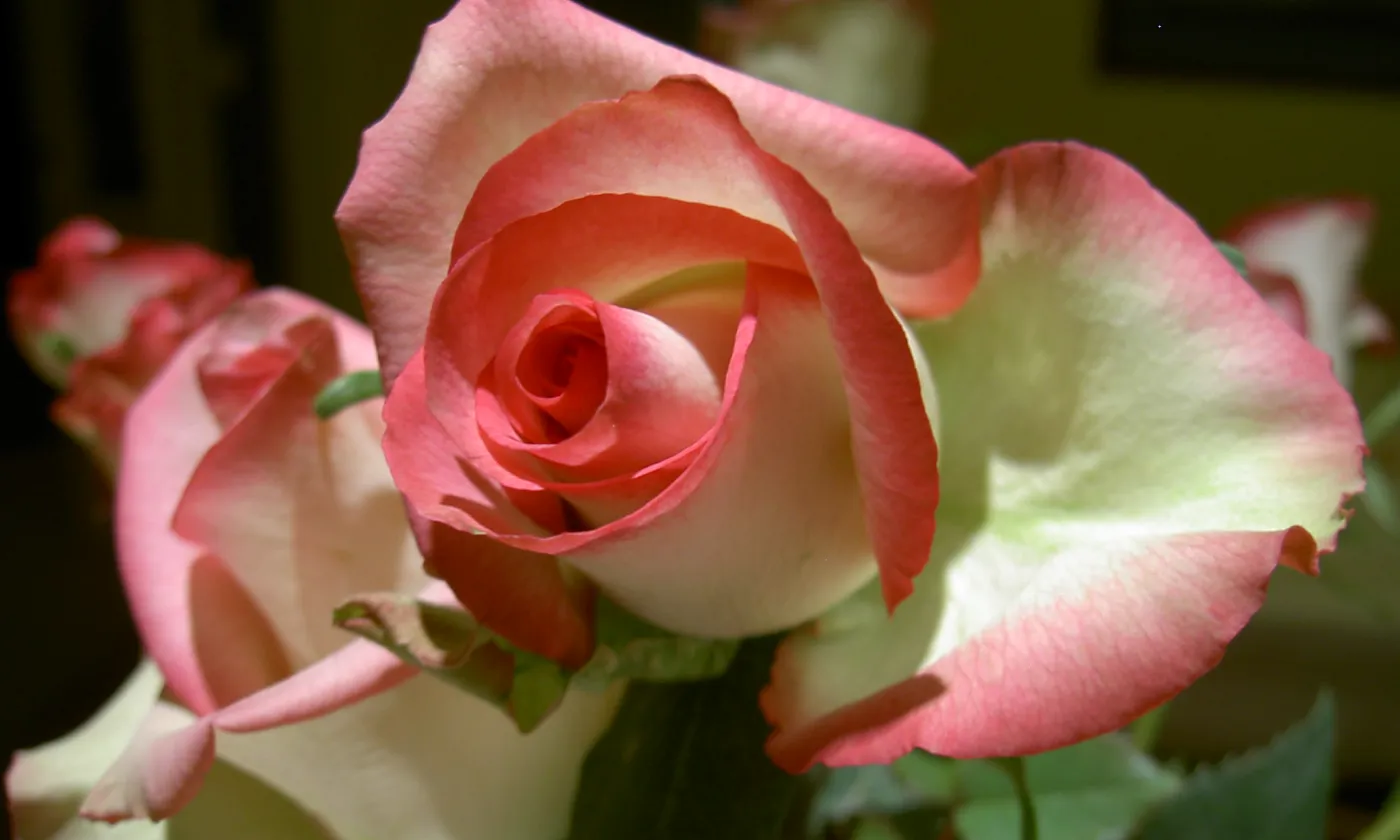 Flickr CC BY-NC-ND 2.0 Michelle